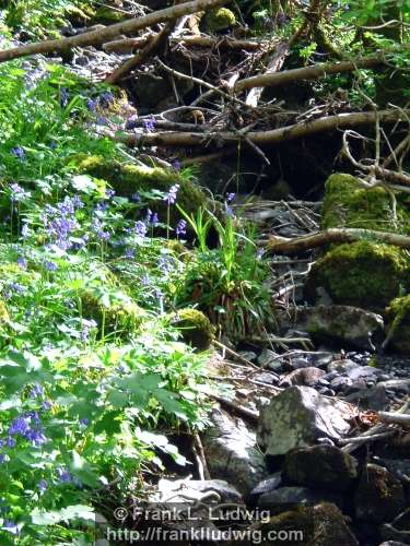 Mountain Stream